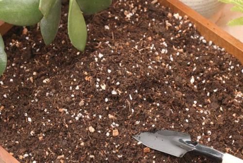  [旺盛]家庭养好花草，土壤配制是关键，做好这3点，长势旺盛