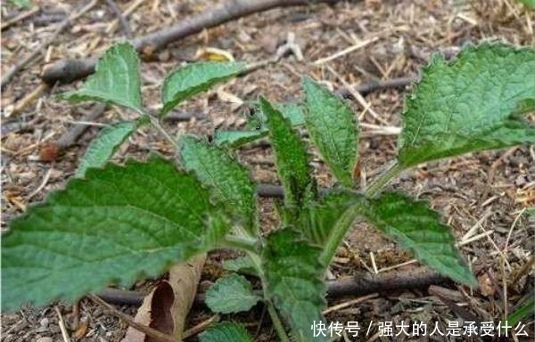 种植此中药却卖中药种子，一斤种子50元，亩均收益1万元