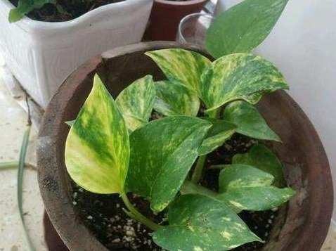  情况■老婆在花盆里埋点它，黄叶情况好转了，而且叶子长得又大又绿！