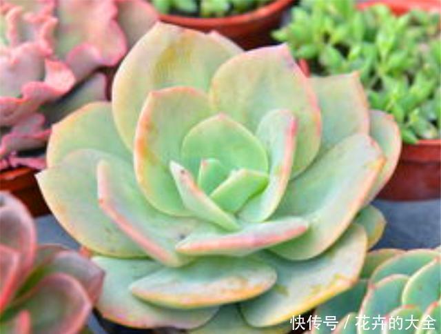 技巧|阳台养多肉专用技巧,只要5招,阳台也能养出极品多肉