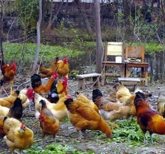 在农村，种地不赚钱，那就养殖这2种动物，可以实现农民脱贫