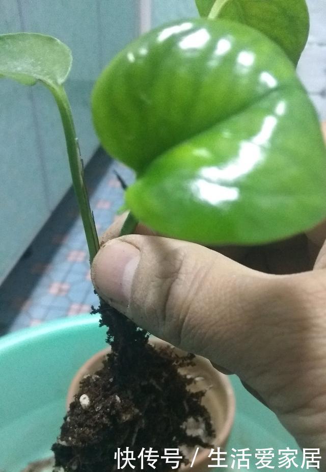  『绿萝』有“4种植物”，根系长得快，扦插一盆活一盆，回家不妨试一试
