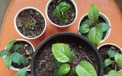  水里@5种花“趁着”春天快扦插，枝条丢水里，5天就生根，好活长得快