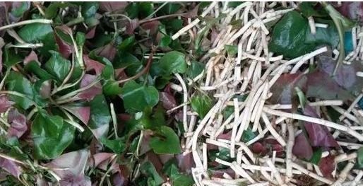  「喂猪」此野菜，农村随处可见，被老农拿去喂猪，现在成了稀罕