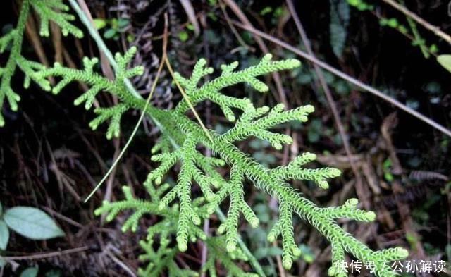 【植物】小溪边，1种野草像“蜈蚣”，名称是“铺地蜈蚣”，甚是珍贵！