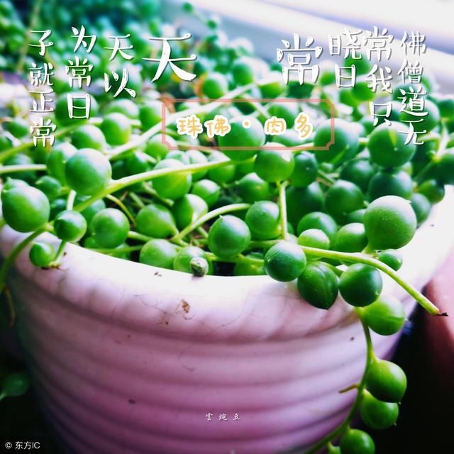 珍珠吊兰怎样爆盆?珍珠吊兰爆盆养殖方法