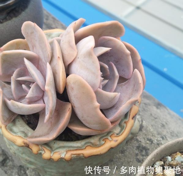 多肉植物换盆不一定好,在特定的时间换盆,再也