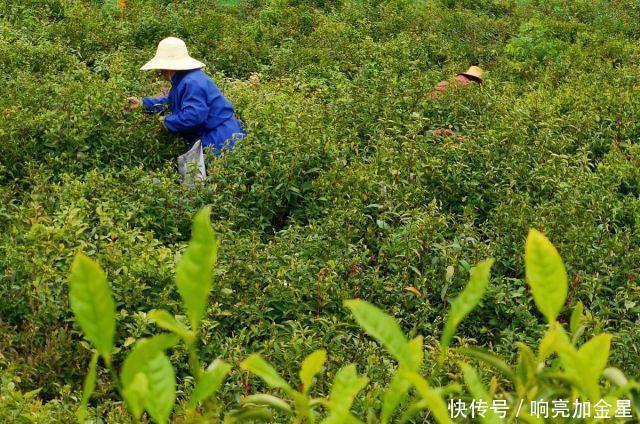  『武汉经济技术开发区』湖北武汉抢抓晴好天气，居民采茶忙！