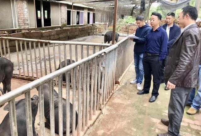 家庭农场将得到国家支持！家庭养猪业也将迎来发展的“春天”