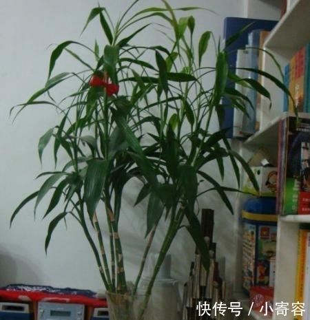  『三角梅』这4种爱“吃醋”的植物，1个月浇1斤醋，叶片油绿，还疯长不止