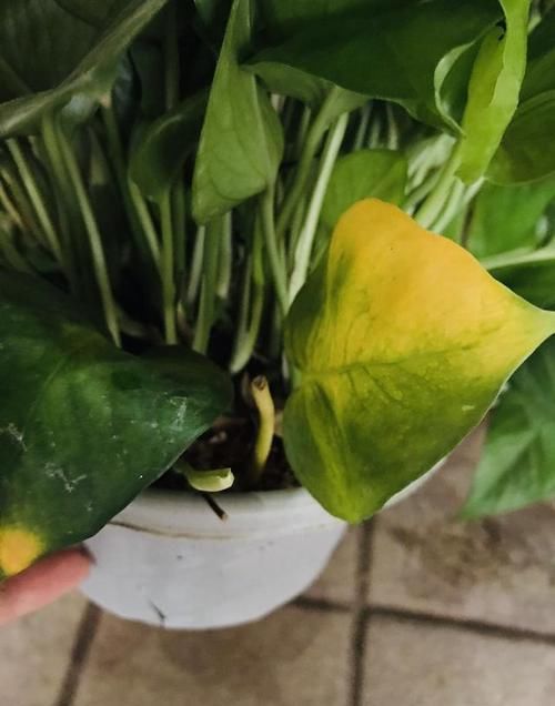  [观叶]让爱养花的你更懂植物——观叶植物浇水篇的实例讲解