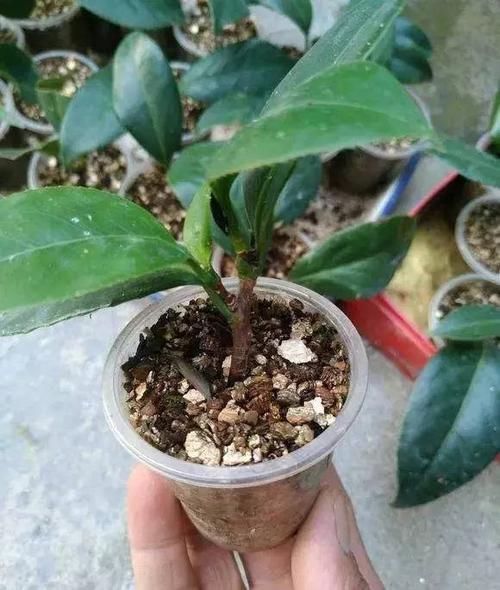 桂花盛开■桂花如何扦插?剪下几根枝条,沾点“白酒”,7天长出大白根
