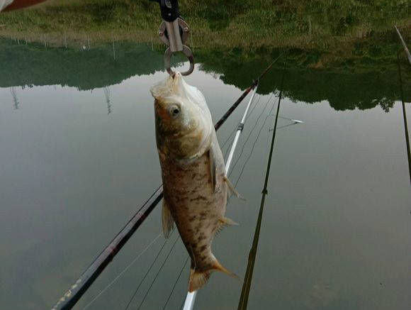  「鲮鱼」40块钱一天的水库，也能有这样的收获？猜猜一共钓了多少斤鱼？