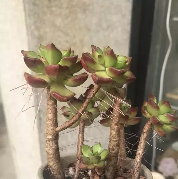 『难养』多肉植物“夏天”太难养?把握“3点技巧”,丢窗台就很美
