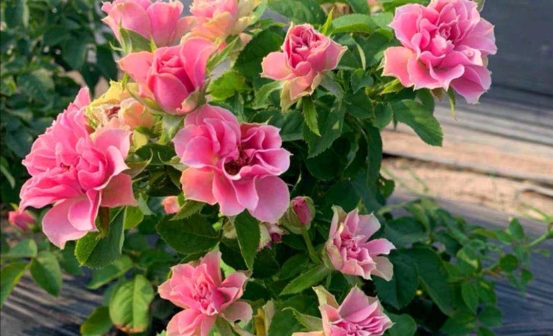  『花形』此花有着优美的花形，宛如开在风中的莲花