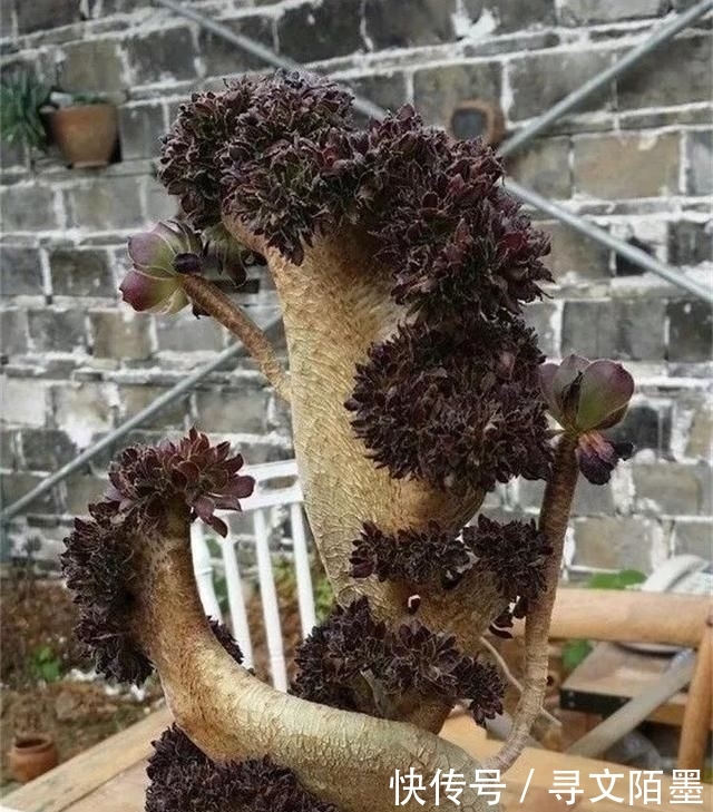 『品种』给多肉植物砍一刀,一株变多株,花盆都装不下了!