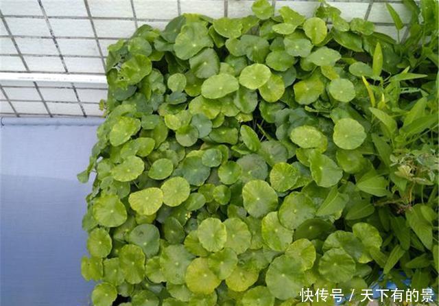 光照|“铜钱草”该怎么养?学会这3点,叶子“蹭蹭”爆满盆