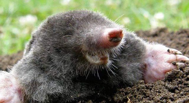 农村田里“地爬子”泛滥，怎么办？农村老农用了3招轻松解决