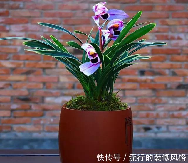  『大气』第一次见到花开紫色的兰花，叶带金边，花香四溢，建兰金边紫月荷