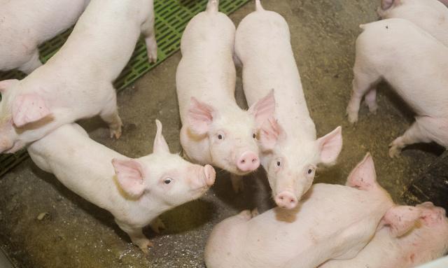  [取消]生猪禁养取消，农民可以像过去那样建养殖场不妨听听专家