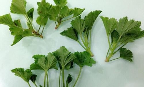  扦插■这些花趁现在“赶紧”扦插，生根快，俩月就开花，容易开成大花球