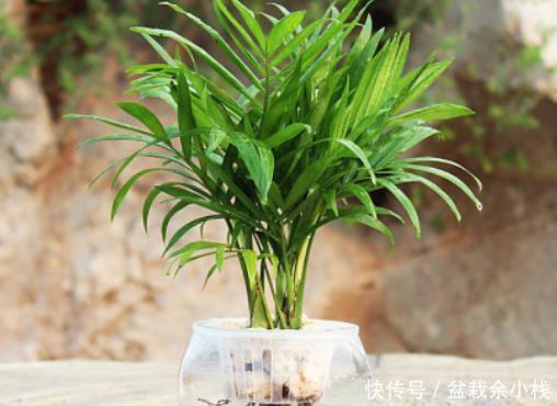  阳光：卫生间放4种“吸味盆栽”，不仅除异味还杀菌，绿意盎然生机旺
