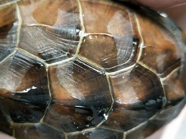  [去钓]我说怎么钓不到鱼呢，全被这些家伙吃完了，钓了三只不认识的乌龟