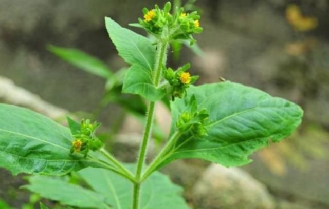  「喜欢」农村一种喜欢粘人的野草，人称“豨签草”，却是祛风湿