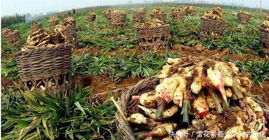 农村这一霸气的农作物，亩收入万元，却没人敢种，这是为何