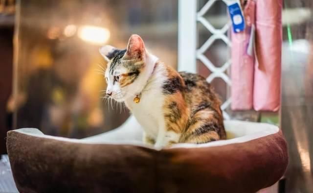  流浪者|深圳地摊江湖：月入过万的城市流浪者，还有难以诉说的心