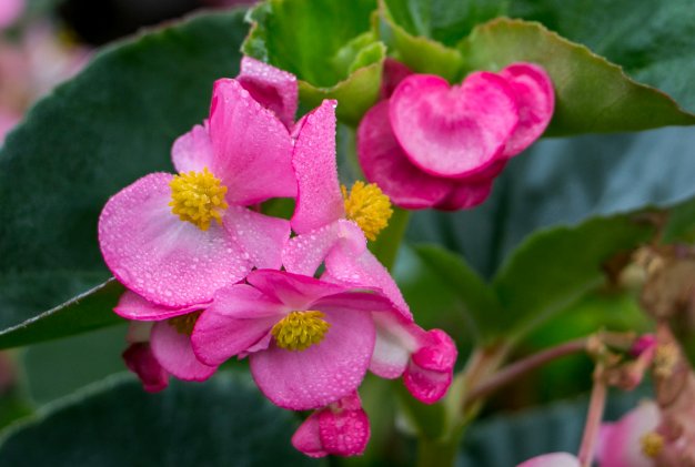 花朵@这些花朵放阳台养,花开爆满花期长,花色柔美,一次开爆成花海
