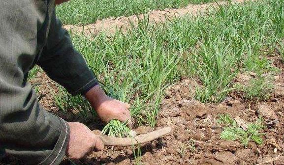 民间:春天头刀韭菜能吃吗?为何说韭菜不吃“第一刀”?答案来了