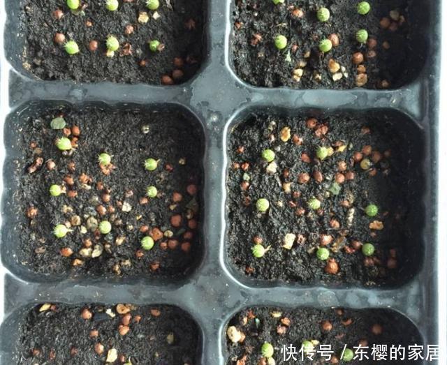 『爆花』仙人球绯花玉不开花，方法有“2个”，既长小崽又爆花