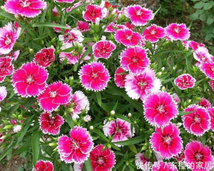 家里:“4种花”养家里,开花不断,花朵多又艳,直接变成“小花园”!