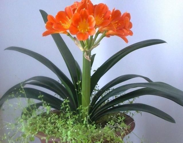  #浇死#“此3种花”养不好，其实都是浇水浇死的，你有中招吗？