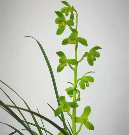 『蕙兰国荷』此花以独特的花色赢得花迷们的青睐，花量巨多，花香四溢，易养活