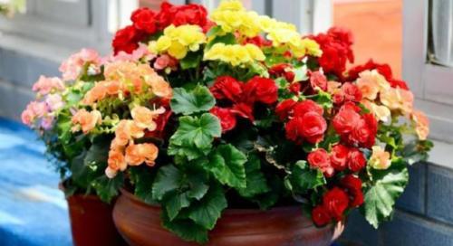 5种你难以拒绝的花草，好养还能净化室内空气，懒人都适合养