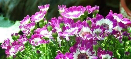 「叶子」用1种树的“体液”，涂抹花卉植物，叶子绿油油，养啥花都可爆盆