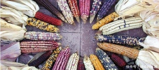  「玉米」农民种出带有“玉石”的玉米，非但没有高兴，反而气的