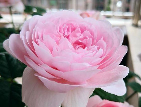 粉艳@“高端玫瑰”影星,花开粉艳鲜艳,梦幻清秀,堪称养花首选