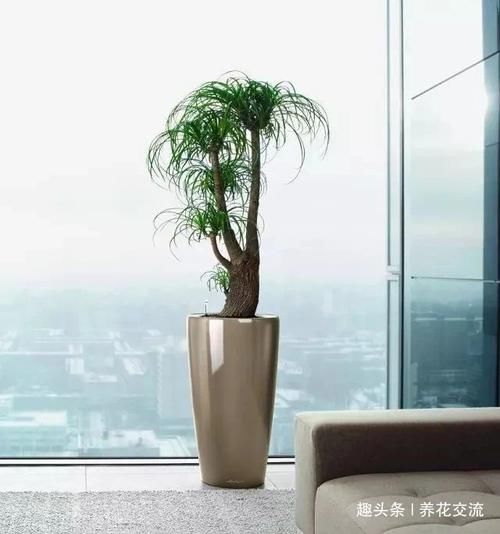「极其」养在室内极其耐旱的几种盆栽植物,大半个月不搭理都没事