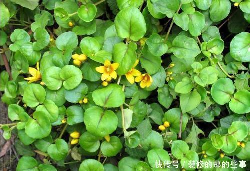 『富贵花』喜欢养花就养此3种富贵花，花开之后财源广进，挡都挡不住！