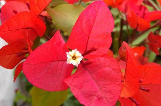  「舒适」这“3种”植物，好养易活，能净化空气，客厅养1盆，舒适又有活力