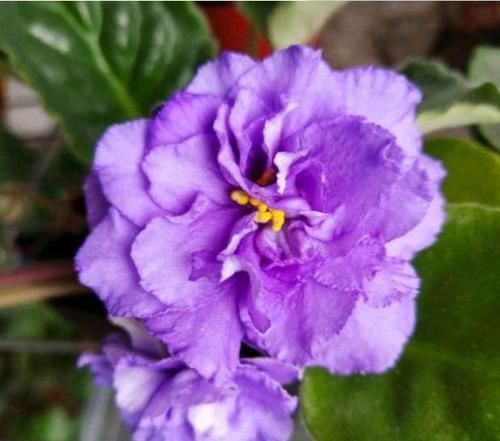  【光亮】养花就养4种花，植株小巧，姿态秀雅，叶子浓绿光亮