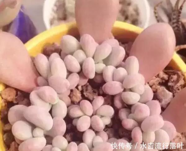  #女生#老睢养花多肉植物千千万，女生最爱是桃蛋，教你4个注意事项