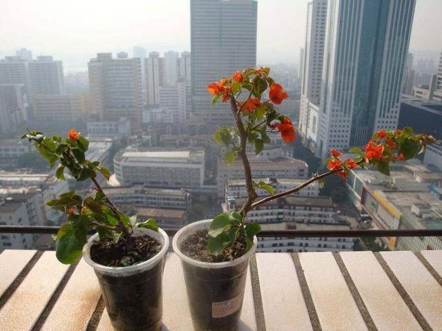  『小花』学会一个方法三角梅不用买，一根枝条就能扦插，容易爆盆花量大