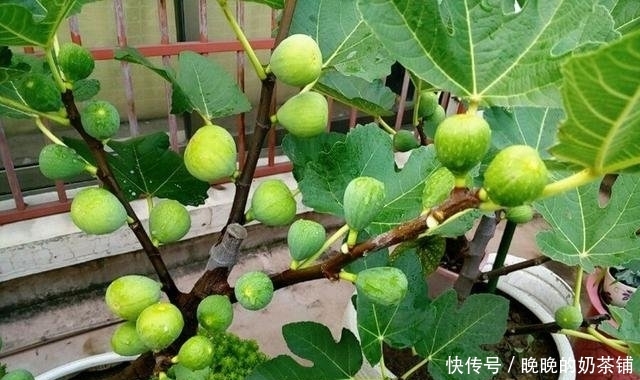  无花果：还在阳台种绿植现在流行养此些水果盆栽，好看又好吃
