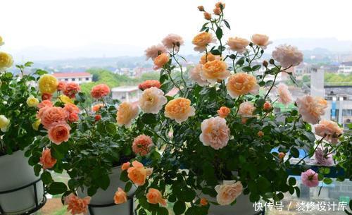 「有花赏」她用一年时间，把阳台变成小花园，四季有花赏，邻居看了都羡慕