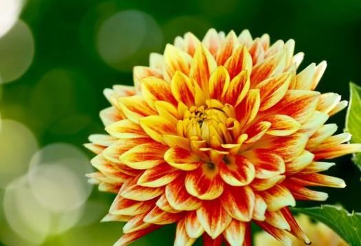  内轮花瓣@爱上菊花，就养菊中珍品，五彩缤纷多姿多福，似佳人起舞，美极了