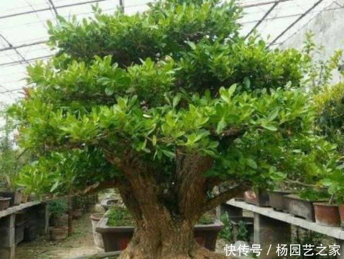  [幸福树]客厅最适合养3种花，叶片茂盛，上档次，好运不断！